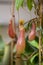 Nepenthes carnivorous tropical pitcher plants or monkey cups with pitchers and leaves