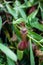 Nepenthes carnivorous tropical plant hanging from a tree in the greenhouse