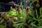 Nepenthes carnivorous tropical plant hanging from a tree in the greenhouse