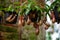 Nepenthes carnivorous tropical plant hanging from a tree in the greenhouse