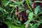 Nepenthes carnivorous tropical plant hanging from a tree in the greenhouse