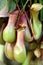 Nepenthes ,eat insect flower