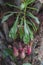 Nepenthes, exotic liana with a jug with a lid for catching insects, in arboretum