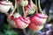 Nepenthes flower or monkey pitcher plant