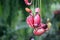 Nepenthes flower or monkey pitcher plant