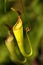 Nepenthes, genus of carnivorous plants, also known as tropical pitcher plants, or monkey cups, with green background