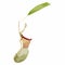 Nepenthes, genus of carnivorous plants. Monkey cups exotic liana rainforest plant.