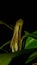 Nepenthes gracilis on dark background.