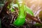 Nepenthes or green carnivorous plants in the forest.