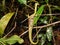 Nepenthes in the Ketapang Forest