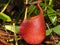 Nepenthes In Ketapang Forest