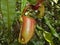 Nepenthes in the Ketapang Forest