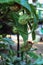 Nepenthes and leaves in the garden