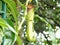 Nepenthes mirabilis nepenthes parasitic plant outdoor