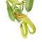 Nepenthes 'Miranda' Pitcher Plant Isolated on White Background