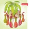 Nepenthes or monkey-cup in the round flowerpot on the light green background. Illustrated series of carnivorous plants