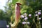 Nepenthes or Monkey Cups
