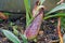 Nepenthes, Monkey cups, Tropical Pitcher, carnivorous plant in t