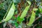 Nepenthes in the natural forest