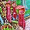 Nepenthes neglecta red