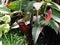 Nepenthes Nepenthaceae , also known as tropical pitcher plants, in the greenhouse