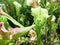 Nepenthes Nepenthaceae , also known as tropical pitcher plants, in the greenhouse