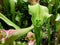 Nepenthes Nepenthaceae , also known as tropical pitcher plants, in the greenhouse