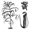 Nepenthes Phyllamphora vintage illustration