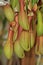 Nepenthes, Pitcher Plant,Monkey Cup