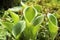 the Nepenthes, A Pitfall traps, pitcher plant in the botanical garden