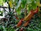 Nepenthes at Poznan botanical garden, Poland