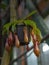 Nepenthes, a predatory tropical plant hanging from a tree