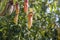 Nepenthes rafflesiana tropical pitcher plants