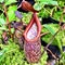 Nepenthes rigidifolia (aptera)