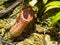 A Nepenthes sanguinea pitcher plant pitfall trap in a botanical garden.