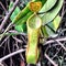 Nepenthes tobaica