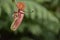 Nepenthes tropical carnivore plant in the garden.