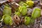 Nepenthes, tropical pitcher plants