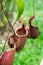 Nepenthes,tropical pitcher plants,monkey cups