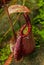 Nepenthes, Tropical pitcher plants and monkey cups. Borneo, Malaysia