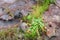 Nepenthes, Tropical pitcher plants and monkey cups with Nepenthe