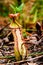 Nepenthes, tropical pitcher plants , Pitfall traps