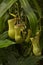 Nepenthes, tropical pitchers plants.