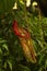 Nepenthes, tropical pitchers plants.