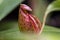 The Nepenthes is a type of insectivorous plant