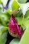 The Nepenthes is a type of insectivorous plant