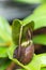 The Nepenthes is a type of insectivorous plant