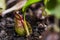 The Nepenthes is a type of insectivorous plant