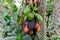 Nepenthes ventrata, a carnivorous plant