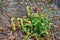 Nepenthes or Venus fly trap, a tropical pitcher plants